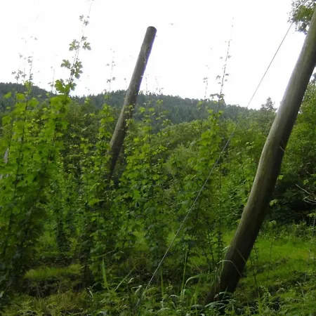 Tent Near Echternach Nature Park *